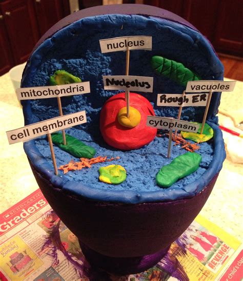 animal cell 3d model styrofoam